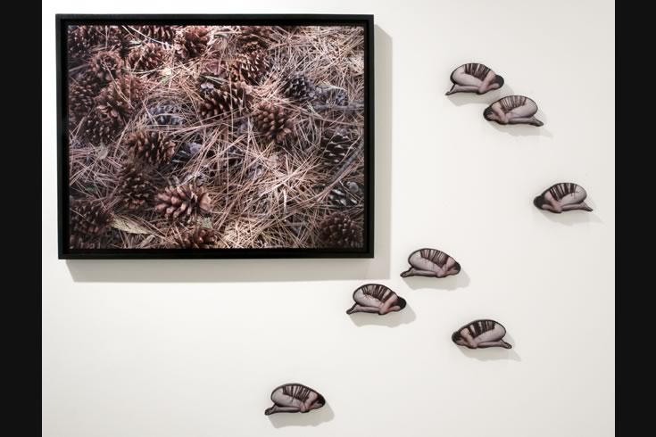 ann schwab | dry-forest-floor-with-seed-cones