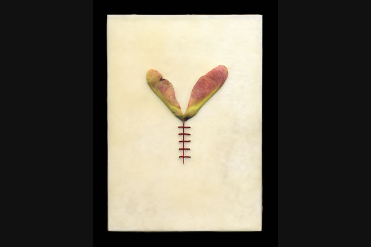 ann schwab | maple seed: horizontal suture